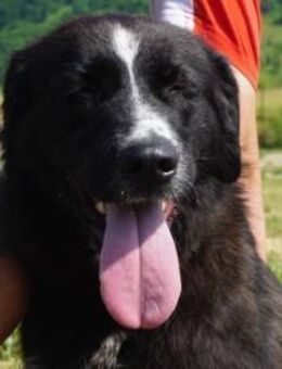 Cici Vier Pfoten, null Bremse ... - Kissing