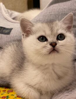 Wunderschöne Silver Shaded BKH-Kätzchen suchen ein liebevolles Für-immer-Zuhause - Gummersbach