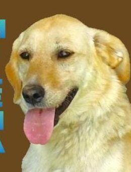 Wo sind MILENAs Menschen? - Gefrees