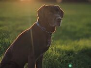 Labrador/Jagdhund Mix sucht neues Zuhause - Rödinghausen