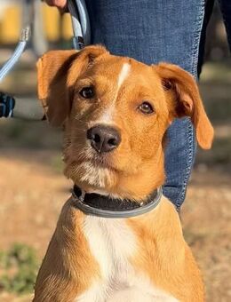 Simba - aktiver Junghund - Bad Camberg