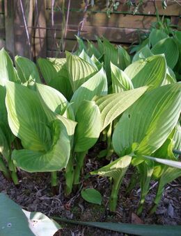 Hosta, Funkien - Soest Zentrum