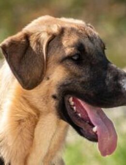 Kajan braucht Platz, Zeit und Geduld ❤ - München