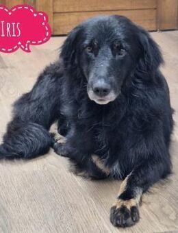 Iris eine brave ruhige Hündin - Flörsheim-Dalsheim
