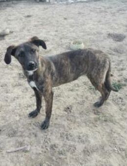 Reizende Paloma wartet auf ein Zuhause - Mannheim