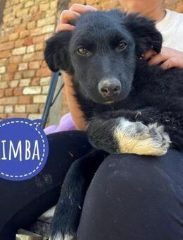 Kimba ein kleiner Schatz - Flörsheim-Dalsheim