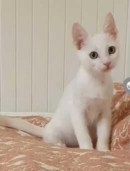 Azur ein verspielter kleiner Kater - Unterföhring