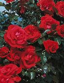 Magst du ROSEN auch so gern wie ich ... in 09126