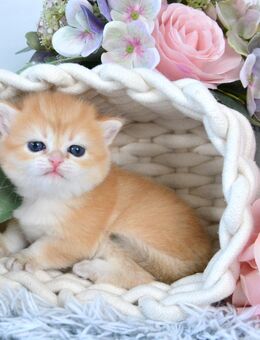 BKH Britisch Kurzhaar Golden Shell Kitten, Mädchen ELLIE Zucht - Frankfurt (Main)