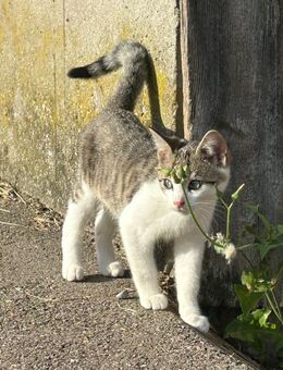 Junge Katzen suchen neues Zuhause - Unterthingau