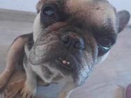 Little Fiona, soziale Frenchie Dame, 5J - Vaterstetten