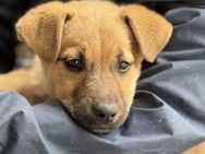RW 6 ist unser kleiner Teddybär 🐾 - Elsdorf (Nordrhein-Westfalen)
