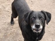 Jeff - ein Labradormischer - Hückelhoven