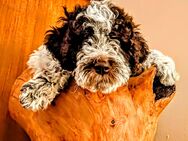 Besonders Menschen bezogene Lagotto Romagnolo Welpen suchen Liebevolles Zuhause