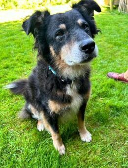 Lieber Austie Mix Rüde - Kappeln (Schleswig-Holstein)