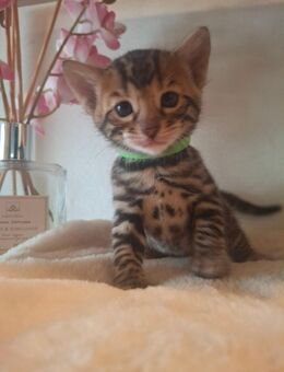 Wunderschöne Reinrassige Bengal kitten mit Stammbaum - Ankum