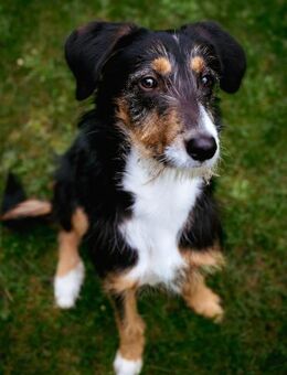 Junghund Skittle wartet in 59427 Unna - Köln