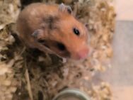 Hamsterkinder - Bassum