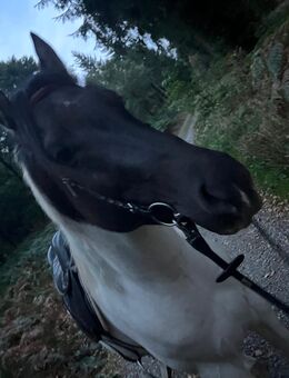 Paint Horse Hengst Grullo Tobiano - Morsbach