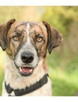 Birga - wartet in 41238 Mönchengladbach - Oberwies