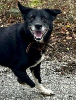 LIEBE kennt keine Fellfarbe - SAMMY ♥️ - München