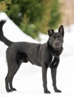 Billy❤️Familienhund möchte ankommen - Rott (Inn)