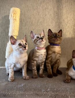 Bengal Kitten Geb. 16.6.25 Vorreservierung - Chemnitz