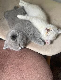 Babykatzen - Bergneustadt Zentrum
