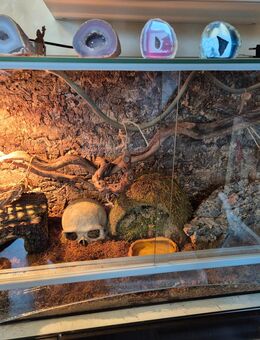 Terrarium mit 3 Kornnatter - Remagen