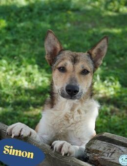 Simon VA, aufgeschlossen, neugierig - Rheine