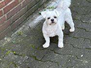 *Teddy sucht ein liebevolles Zuhause* - Lippstadt