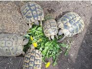 Weibliche griechische Landschildkröten (THB, eierlegend) abzugeben - Arnsberg