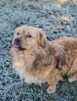 259181 - sozial und richtig verspielt - Overath