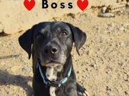 Boss Gentleman mit ganz viel Liebe - Stein-Wingert