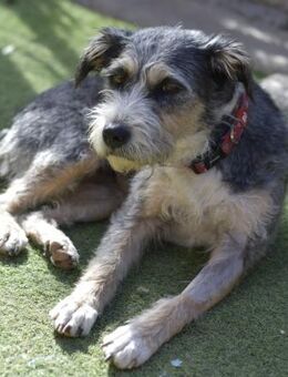 PFLEGESTELLEN GESUCHT ❤️🏡 - Neudenau