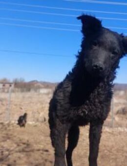 Kastrierter schwarzer Rüde -Hatch- - Rambin