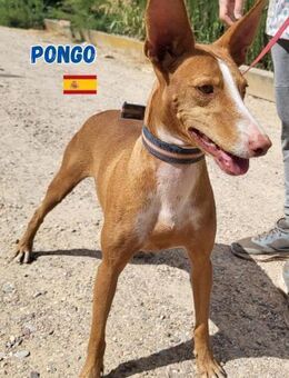 Pongo - gesellig und gehorsam - Heppenheim (Bergstraße)