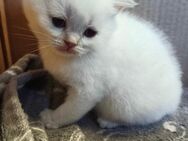 SÜSSE BKH KITTEN - Gevelsberg
