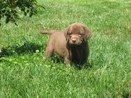 Labrador Retriever Welpen, Farbe braun - Lobbach