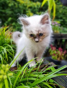 Zwei wunderschöne Ragdoll/Heilige Birma-Katerchen - Meinerzhagen