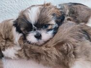 Süße Shih Tzu-Welpen suchen liebevolle Zuhause - Görlitz