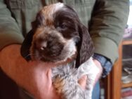 VDH Zucht von Englisch Cocker Spaniel - Bochum Linden