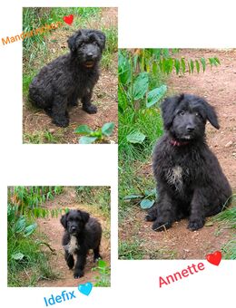 Doodle Welpen, Abgabebereit - Langenbach (Rheinland-Pfalz)