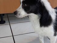 Kassy - freundlich, lieb, verspielt - Leonberg (Baden-Württemberg)