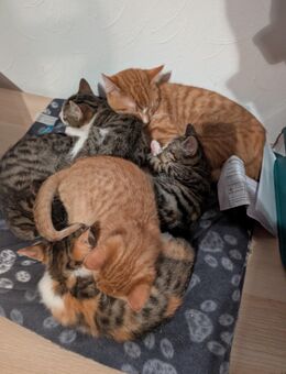 Kitten in liebevolle Hände abzugeben - Papenburg