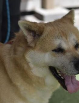 MAIA - wunderbare & besondere Hündin - Neudenau