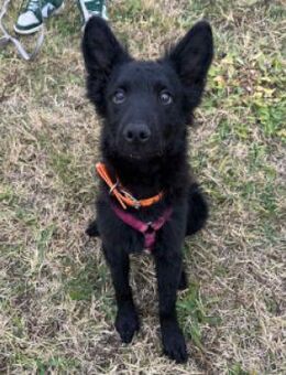 Samba - neugierig & verspielt - Lohmar