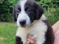 Australien Shepherd Welpen geimpft bis Ende 06.2026 - Freudenberg (Nordrhein-Westfalen)