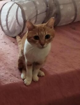 Mina aus dem Tierschutz - Grevenbroich