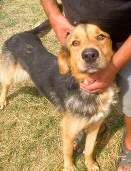 Sajan - ein Freund und noch viel mehr - Overath